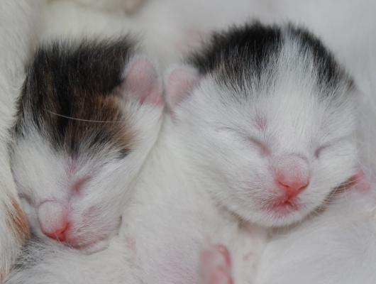 Očkování a odčervení koťat. Kdy začít?